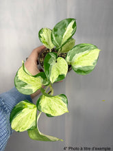 Charger l'image dans la galerie, Pothos Manjula
