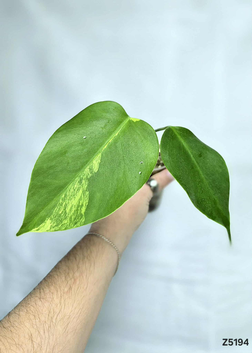 Monstera Aurea #Z5194