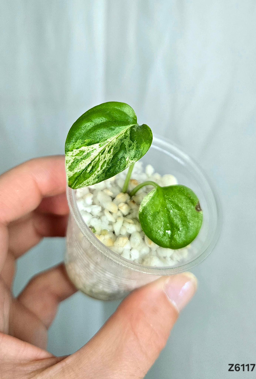 Epipremnum Pinnatum Marble #Z6117