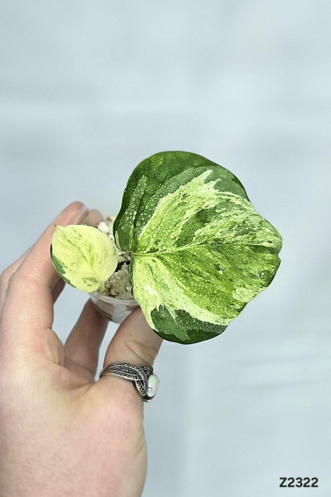 Pothos Manjula #Z2322