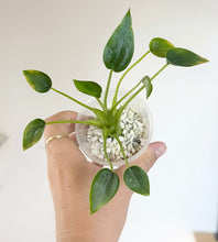 Load image into Gallery viewer, Alocasia Tiny Dancer en mini pot transparent, feuilles vertes en rosette et tiges fines
