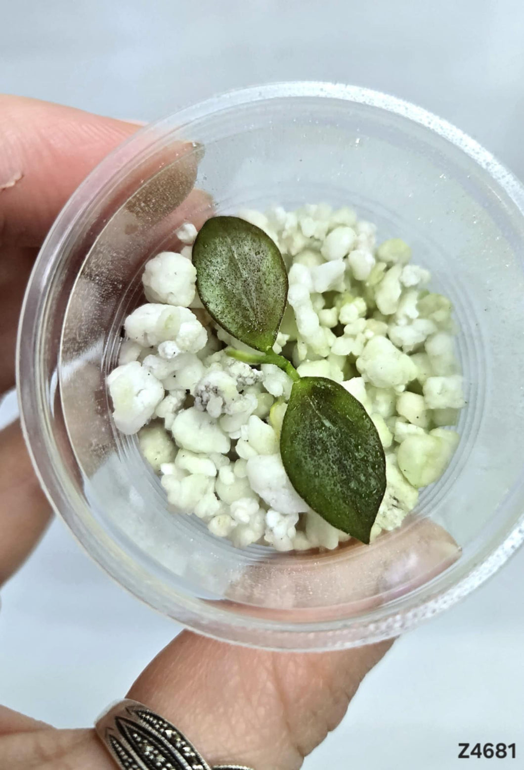 Hoya Collina Papua ⭐️ #Z4681
