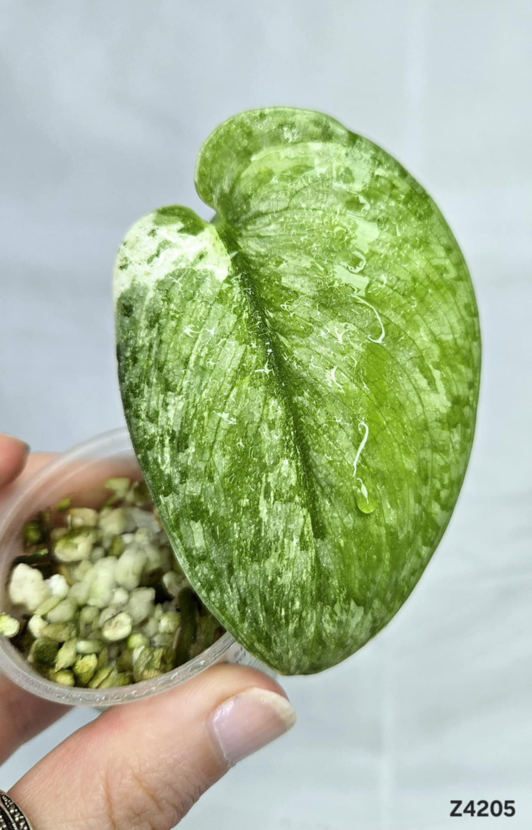 Scindapsus Silver Dark Cloud Variegata #Z4205