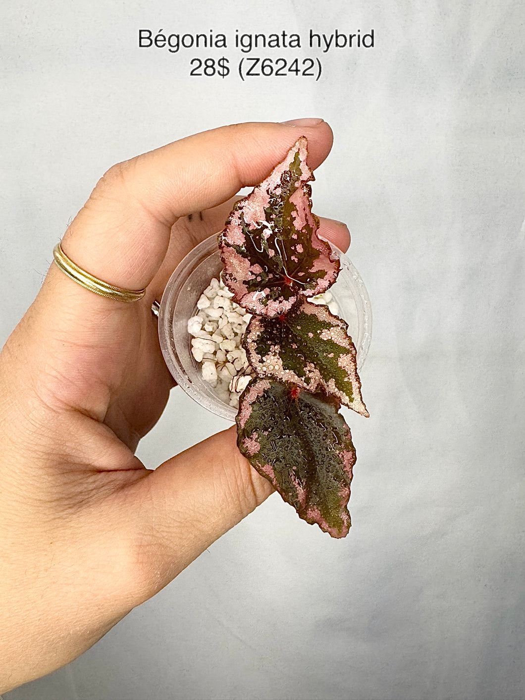 Bégonia ignata hybrid Z6242