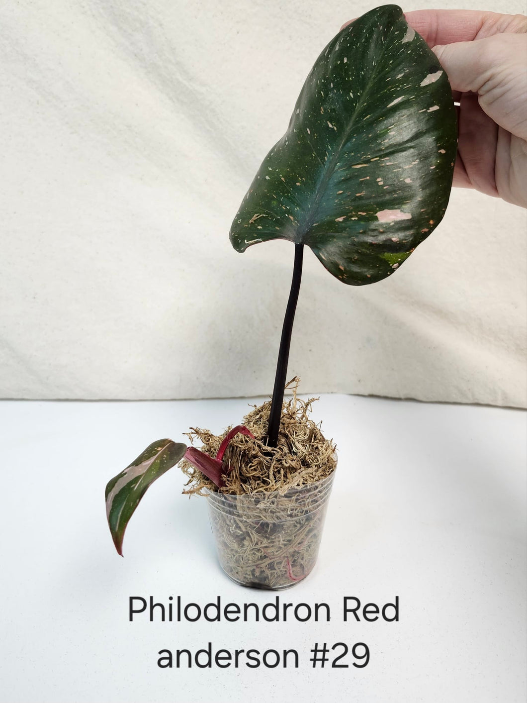 Philodendron red  anderson #29