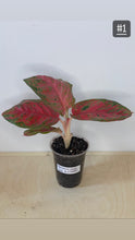 Charger l&#39;image dans la galerie, Aglaonema orange sombut
