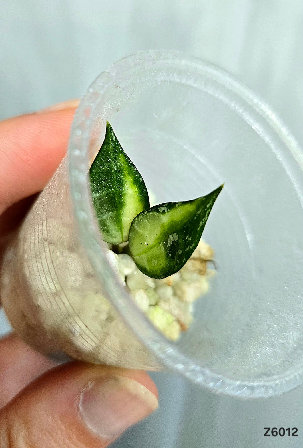 Hoya Lacunosa Variegata ⭐️ #Z6012