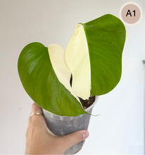 Load image into Gallery viewer, Monstera Albo en pot, grandes feuilles vertes et crème panachées
