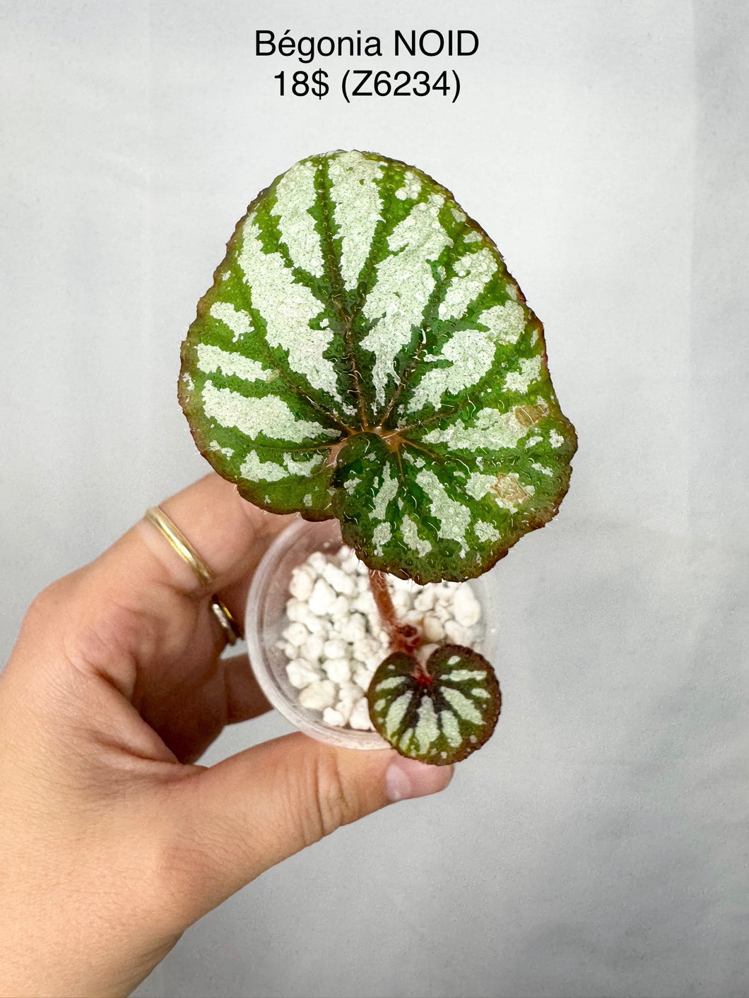 Bégonia NOID Z6234