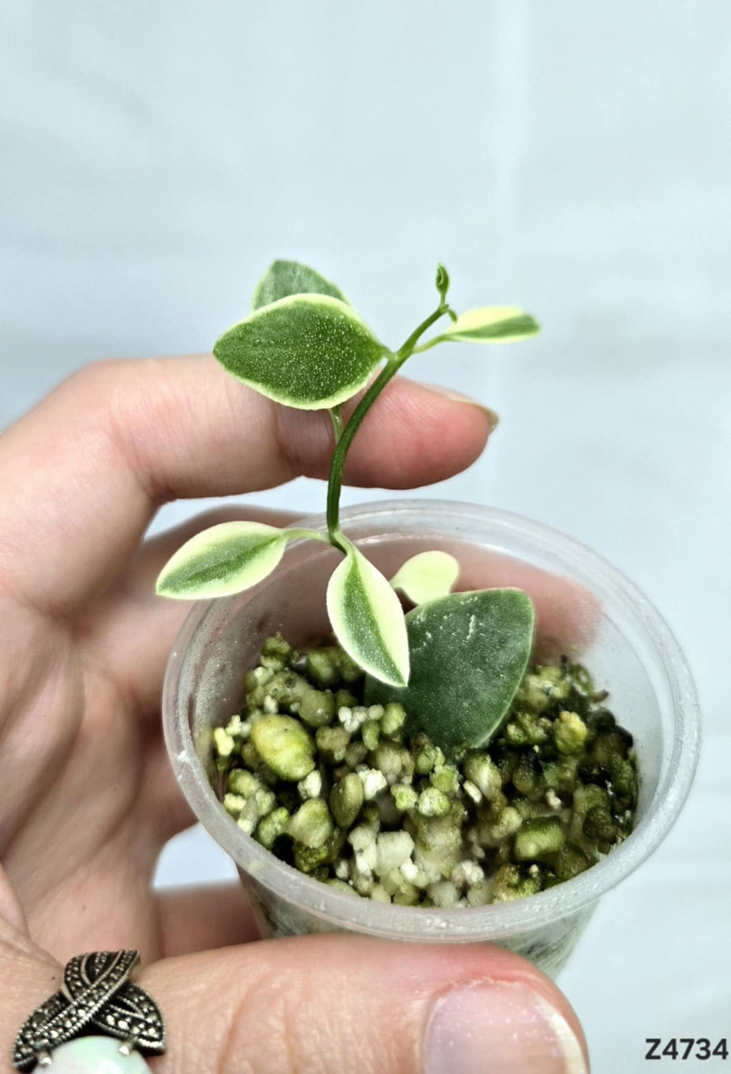 Dischidia Oiantha Variegata  #Z4734