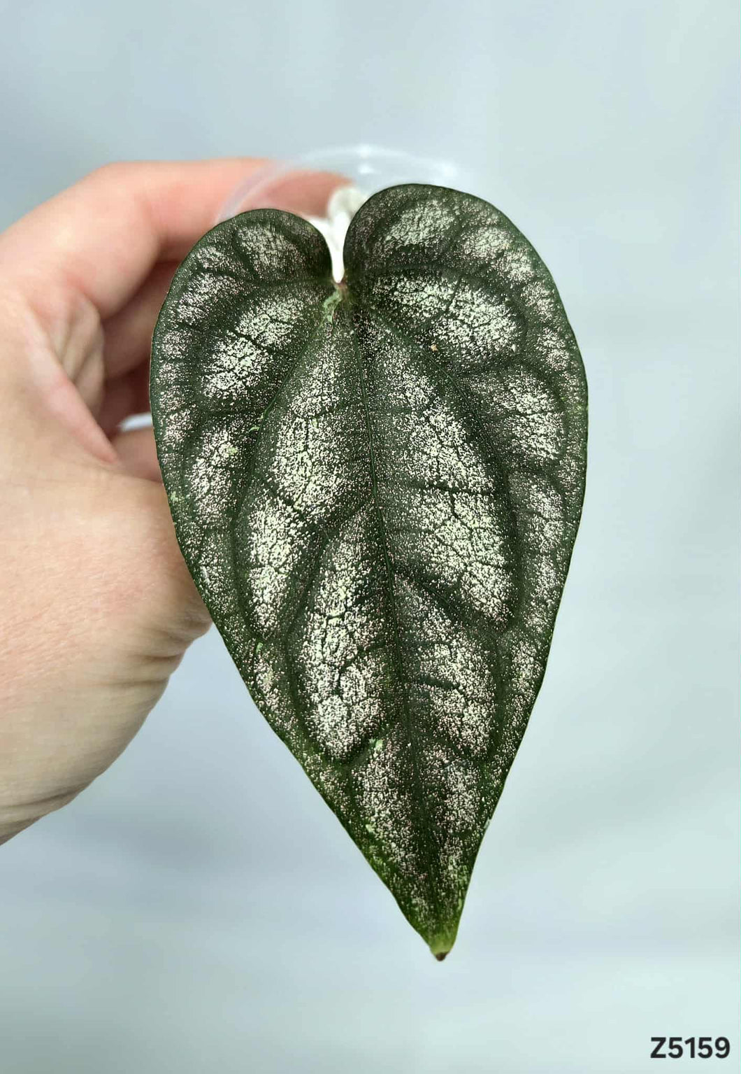 Piper Sylvaticum Variegata #Z5159