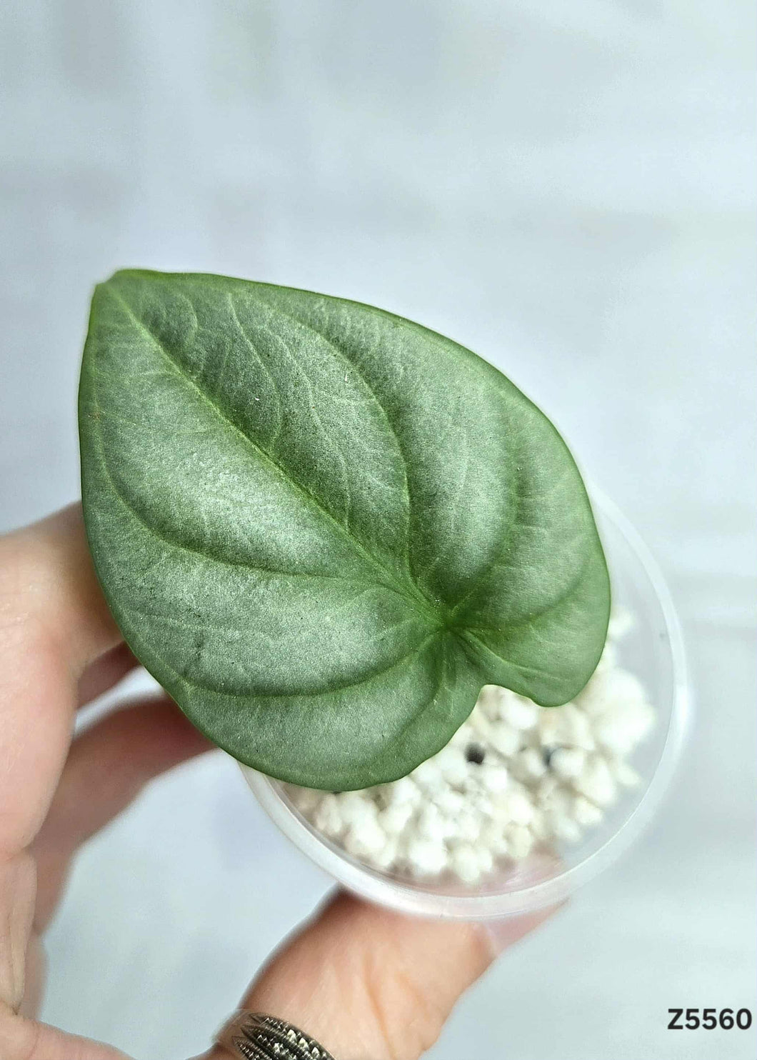 Alocasia Silver Dragon #Z5560