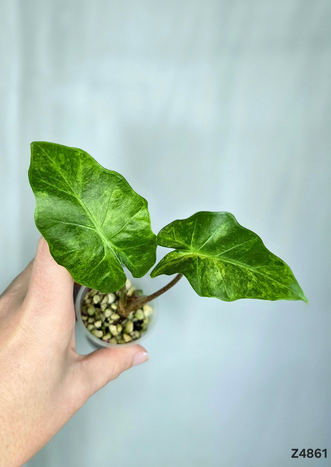 Alocasia Low Rider Aurea #Z4861