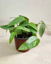 Load image into Gallery viewer, Pothos cebu blue
