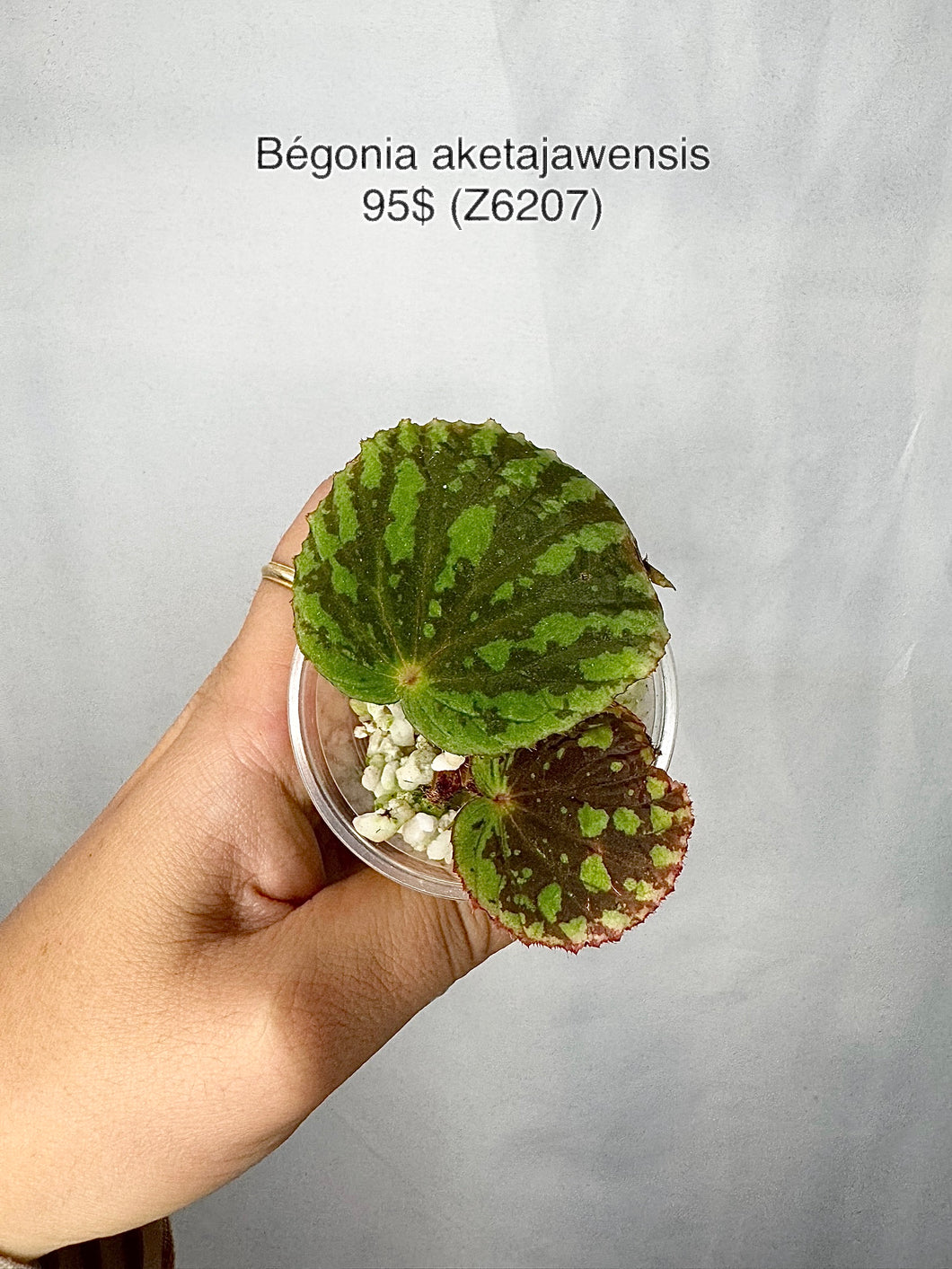 Bégonia aketajawensis Z6207