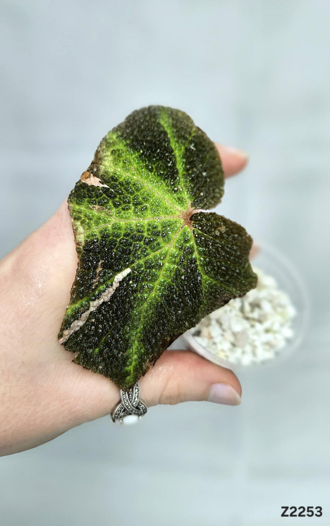 Bégonia SoliMutata Variegata #Z2253
