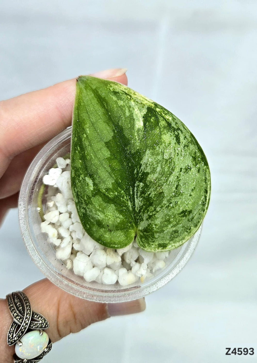 Scindapsus Hologram #Z4593