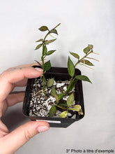 Load image into Gallery viewer, Hoya lacunosa en pot noir, tiges grimpantes et feuilles vertes, substrat clair
