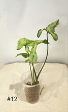 Charger l&#39;image dans la galerie, Syngonium three kings
