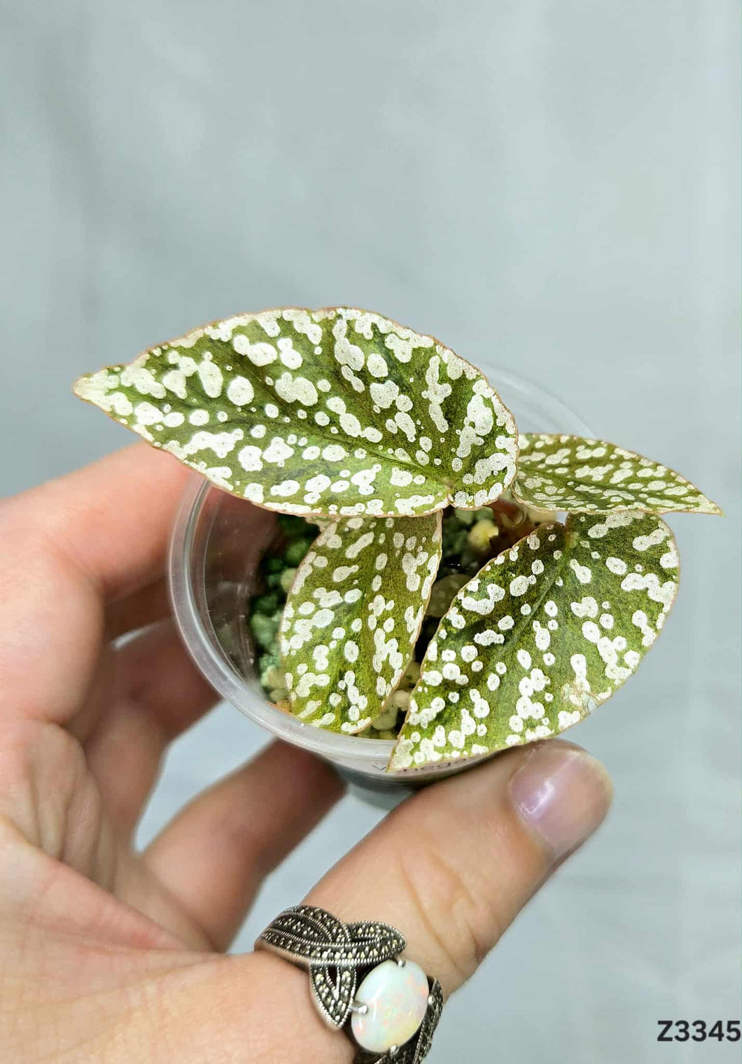 Bégonia Snowcapped Variegata #Z3345
