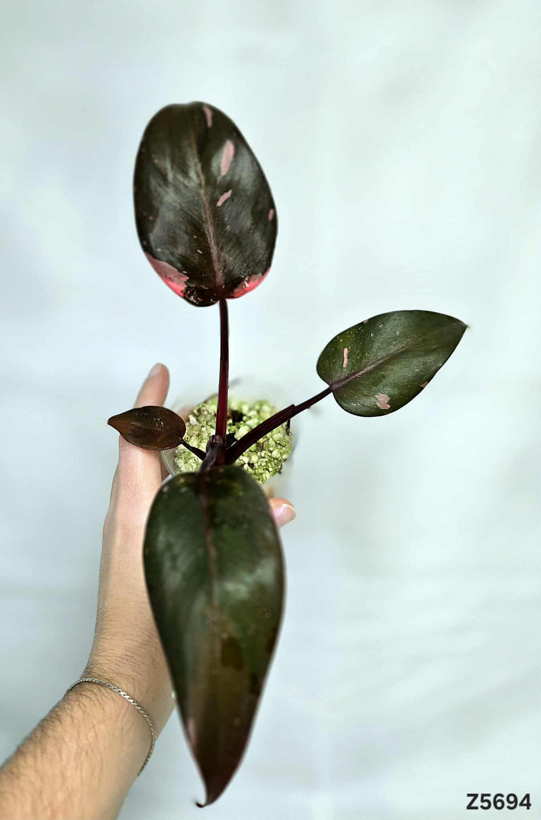 Philodendron Pink Princess Marble King #Z5694