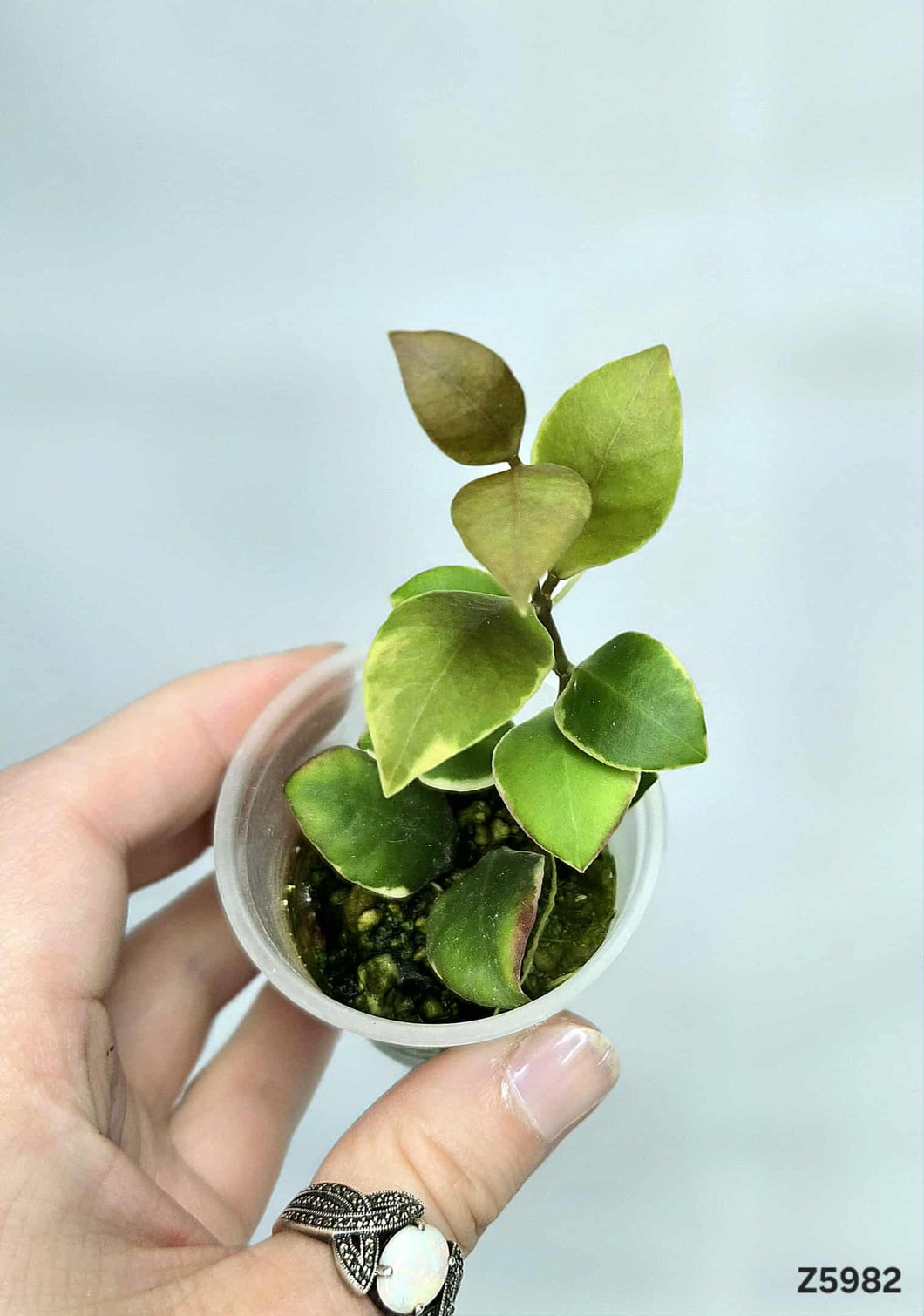 Hoya Heuschkeliana Albo ⭐️ #Z5982