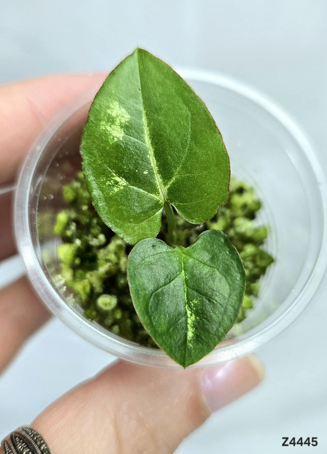 Syngonium Panda Galaxy #Z4445