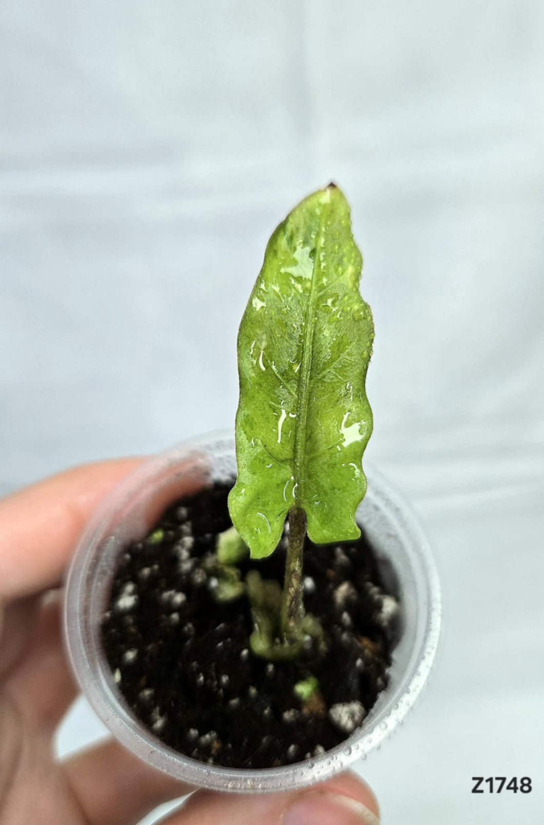 Alocasia Lauterbachiana Variegata #Z1748