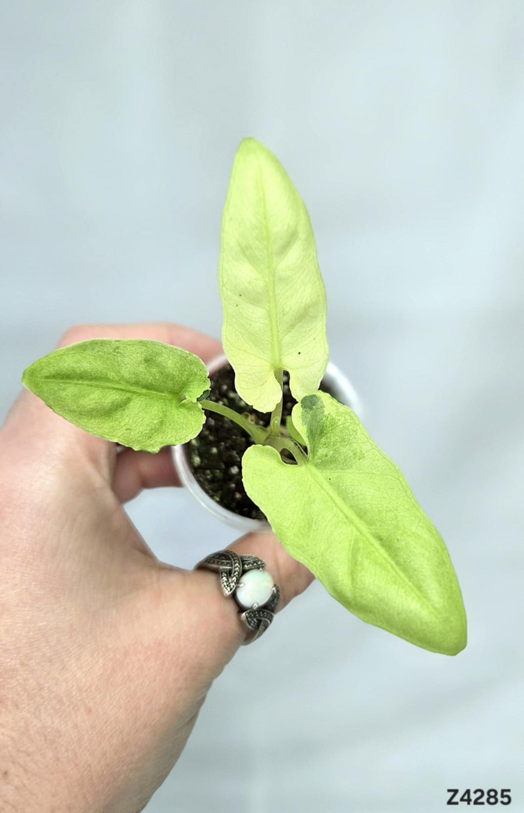 Alocasia Lauterbachiana Variegata #Z4285