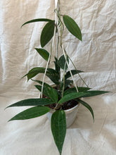 Charger l&#39;image dans la galerie, Hoya latifolia rangsan ⭐️
