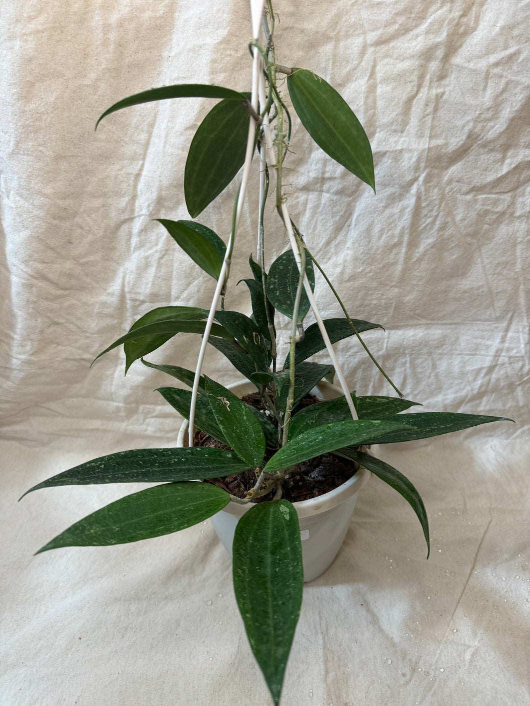 Hoya latifolia rangsan ⭐️