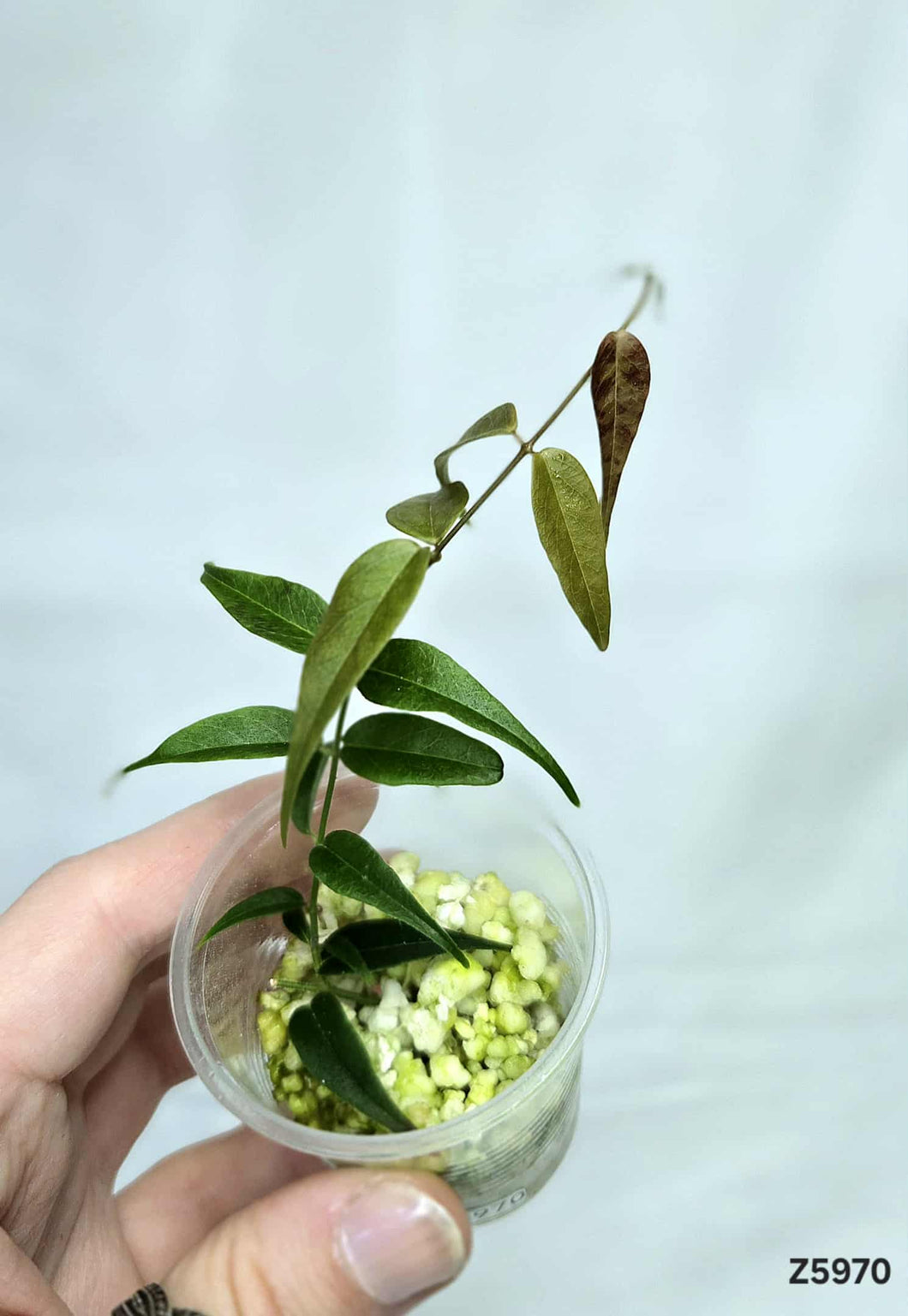 Hoya Leucantha PNG ⭐️ #Z5970