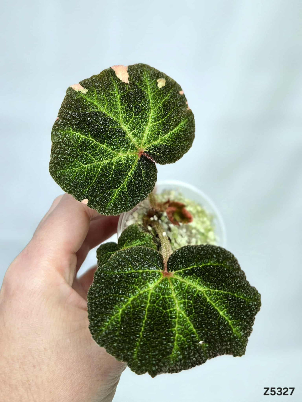Bégonia SoliMutata Variegata #Z5327
