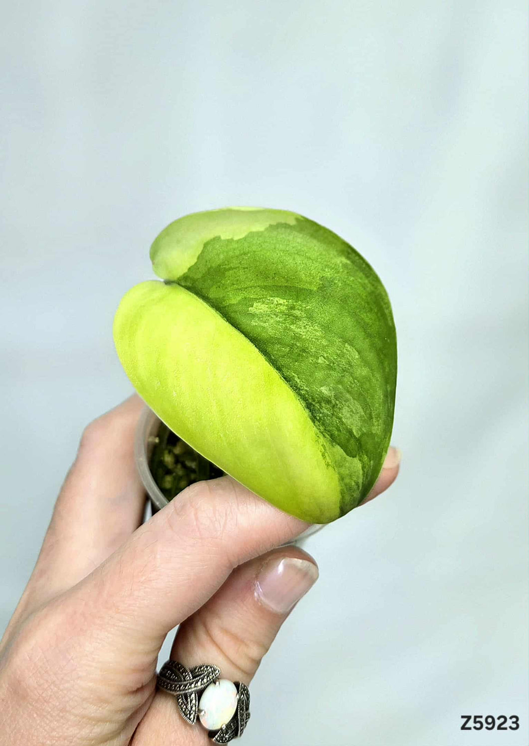 Scindapsus Jade Satin Variegata #Z5923