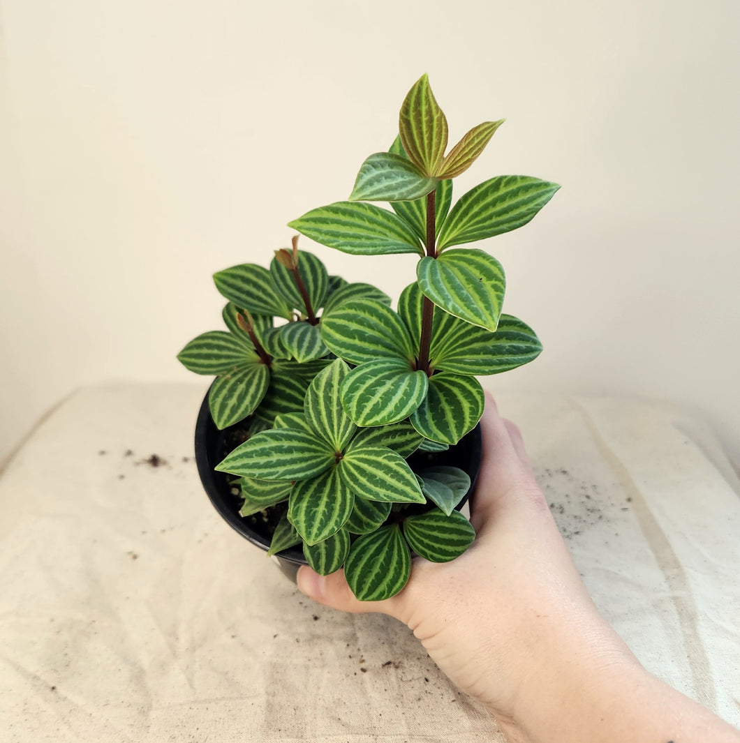 Peperomia iron cross ⭐️