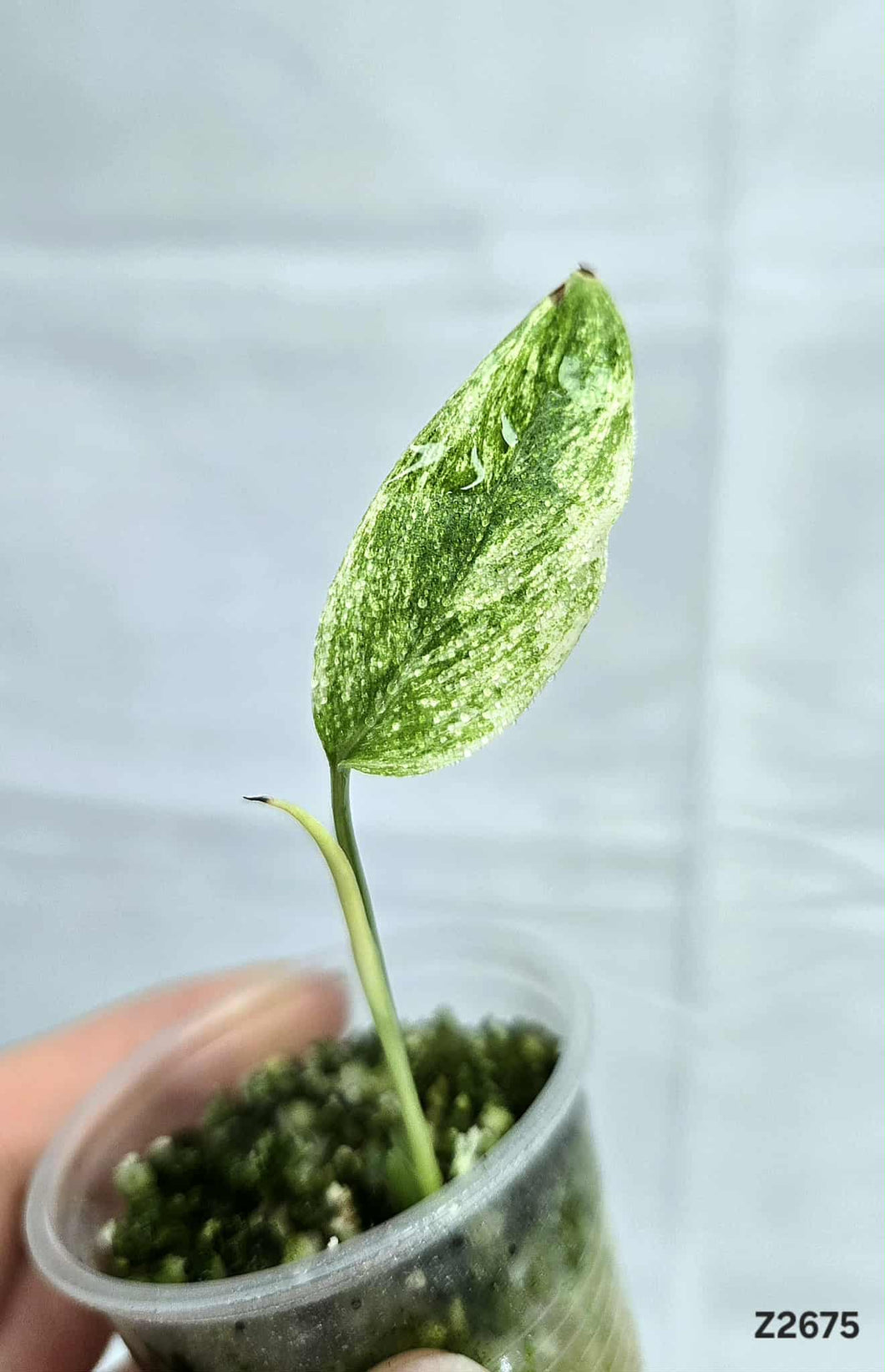 Monstera Laniata Mint #Z2675