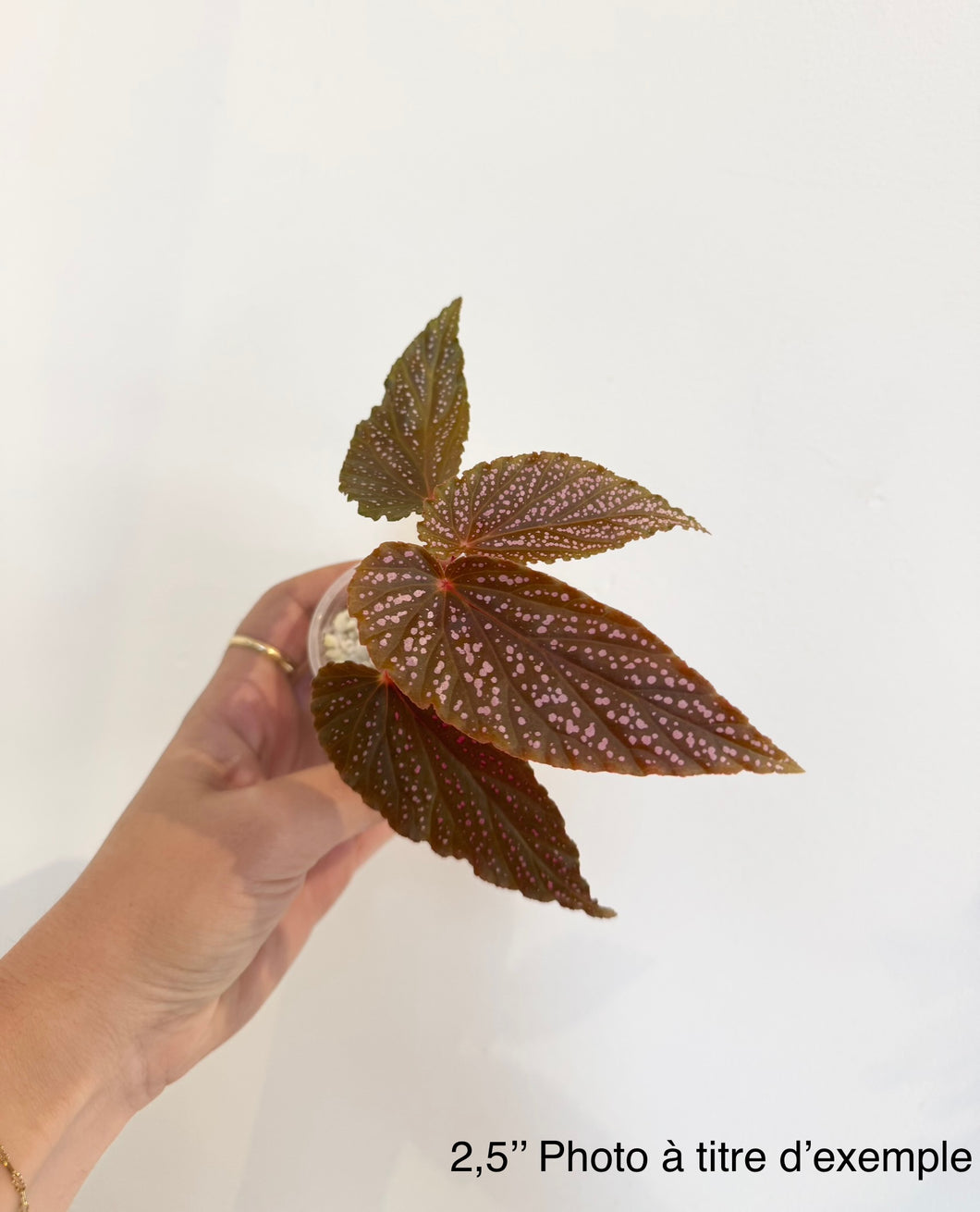 Bégonia benigo pink