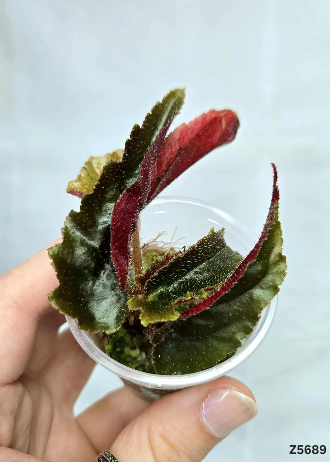 Bégonia Galaxy Revert #Z5689