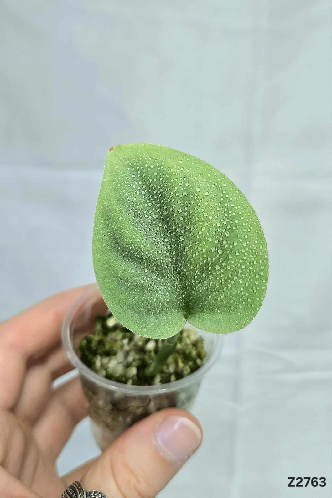 Scindapsus Platinum #Z2763
