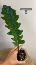 Charger l&#39;image dans la galerie, Philodendron ring of fire
