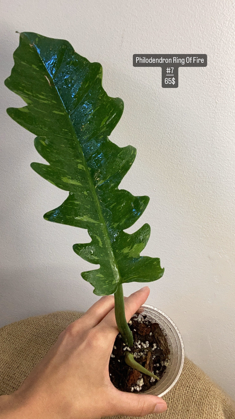 Philodendron ring of fire