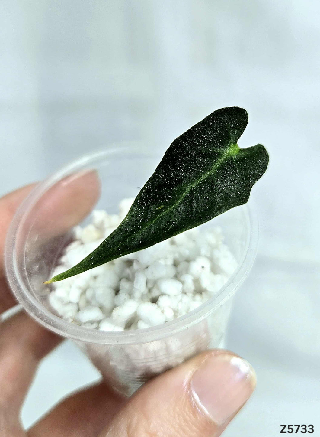 Alocasia Loco #Z5733