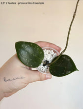 Charger l'image dans la galerie, Plante Hoya forme cœur : feuilles vert foncé sur tige, petit bocal transparent
