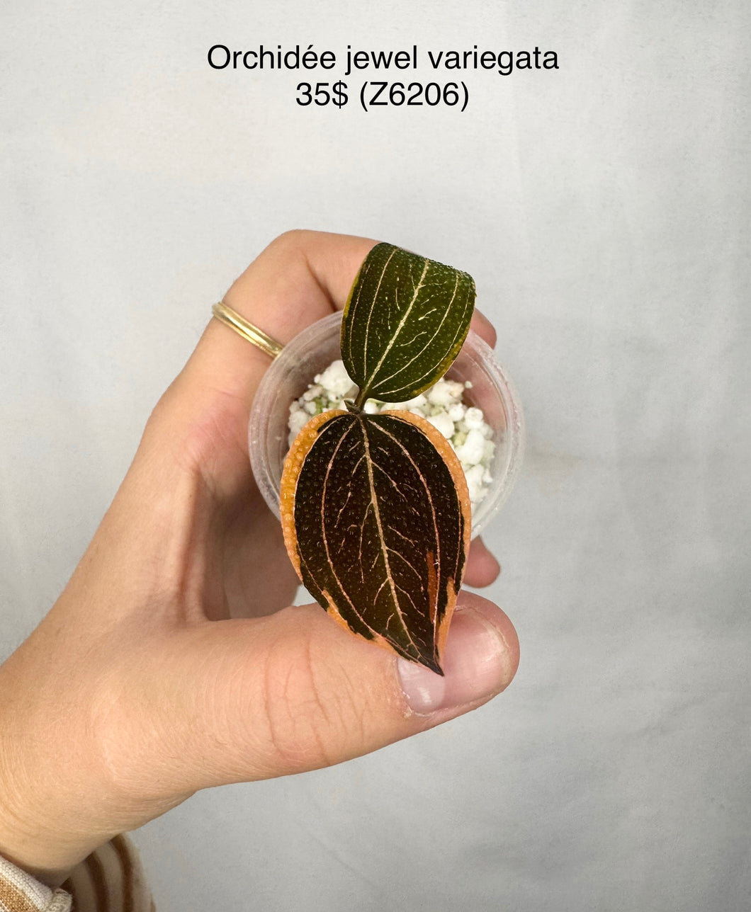 Orchidée Jewel #Z6202