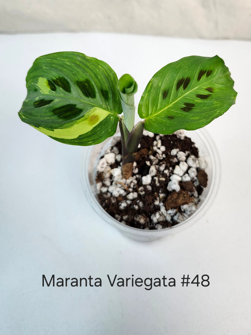 Maranta variegata #48⭐️