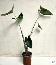 Load image into Gallery viewer, Alocasia zebrina
