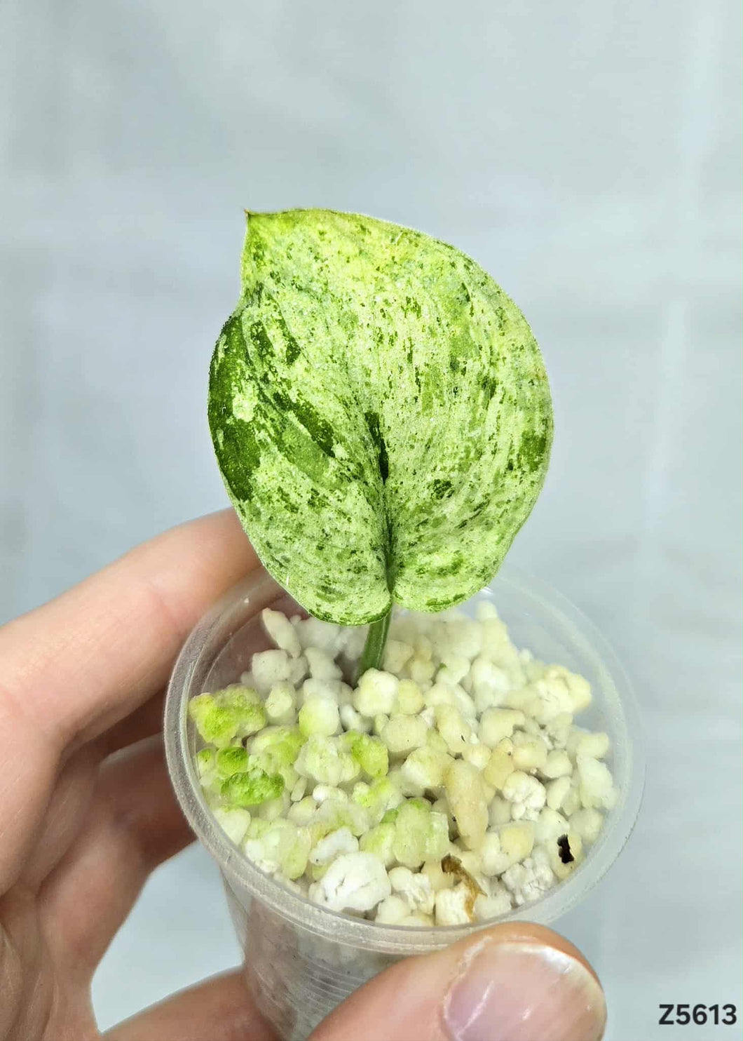 Scindapsus Marble Queen #Z5613