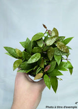 Load image into Gallery viewer, Hoya Gracilis⭐️
