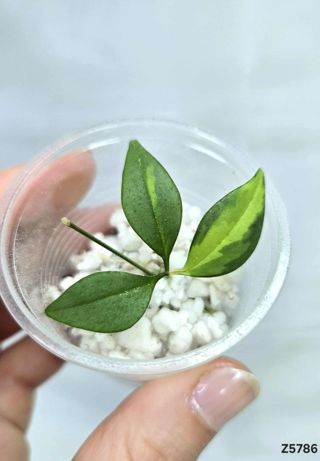Cissus Variegata #Z5786