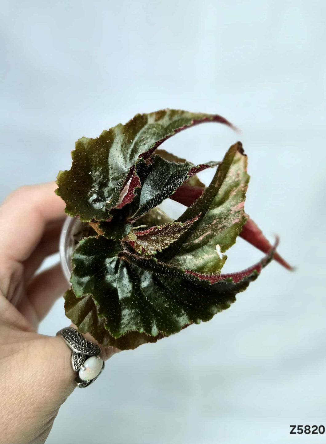 Bégonia Galaxy Revert #Z5820
